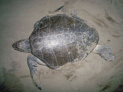 Olive Ridley